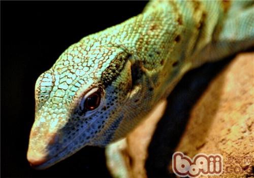 Introduction to tree monitor lizard species