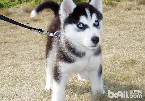 Some plans for pure and impure Huskies