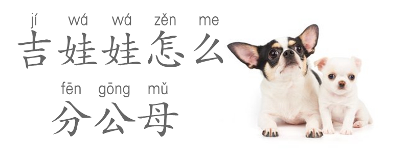 How to separate male and female Chihuahuas