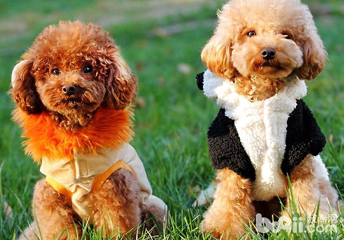 About guests Some misunderstandings about dogs
