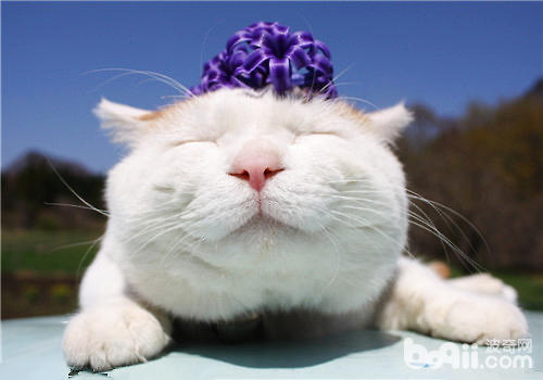 Counting the eight most popular cats in the world