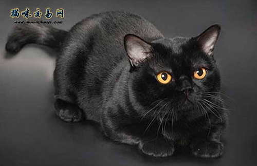 Let’s learn about purebred silver gradient cats!