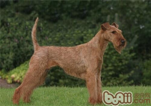 A brief introduction to the breed of the Irish Terrier