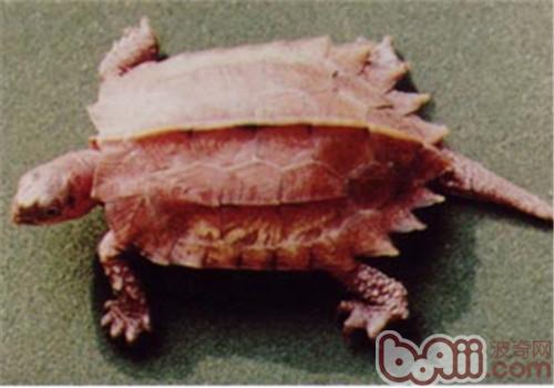 Maple Leaf Turtle