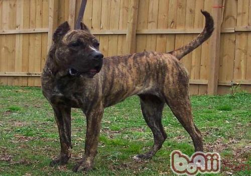 Introduction to the Canary Dog 