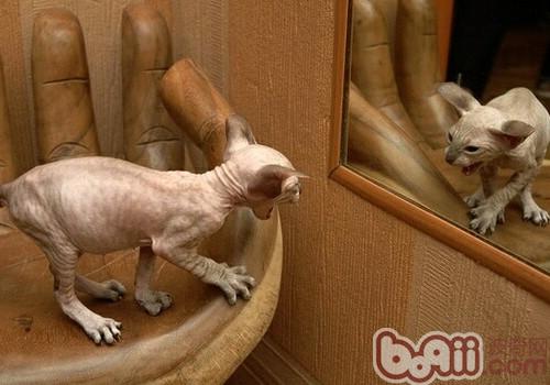 Sphinx The morphological characteristics of the Sphynx cat