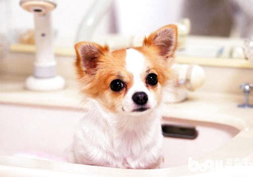 Small pet dog recommendation focuses on six popular small pet dogs