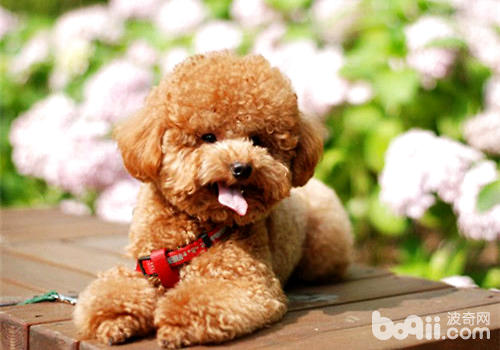 Teddy has a lot of dandruff? Take a proper bath first!