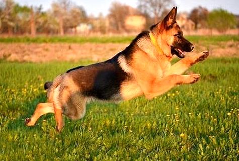 How to train a dog to jump Sofa (Picture 1)