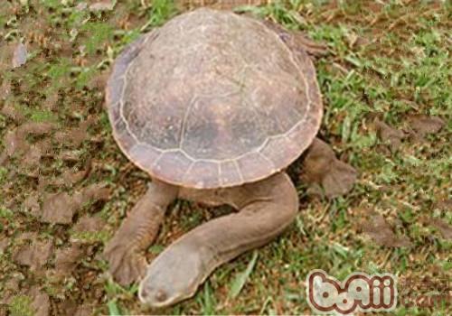 Giant snake neck Morphological Characteristics of Turtles