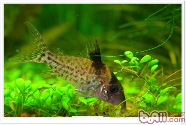Ratfish species and purchase introduction