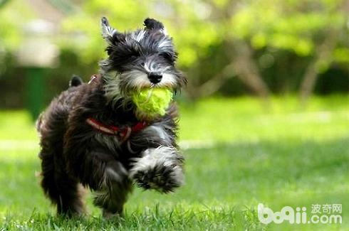 Is the Schnauzer easy to raise?