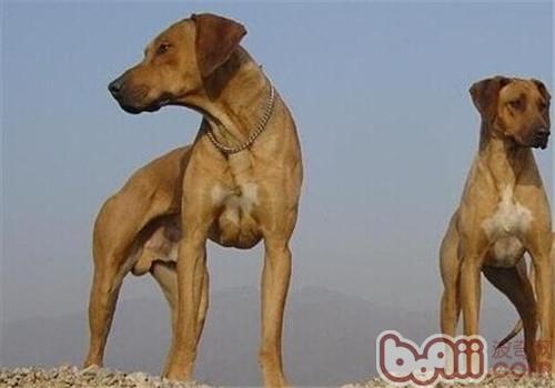 The focus of raising the Rhodesian Ridgeback