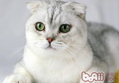 Scottish fold Morphological Characteristics of Eared Cats