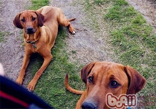 Character Traits of the Rhodesian Ridgeback