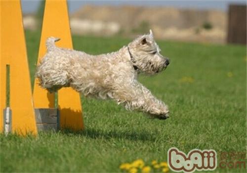 The character characteristics of the Ailan Soft-coated Terrier