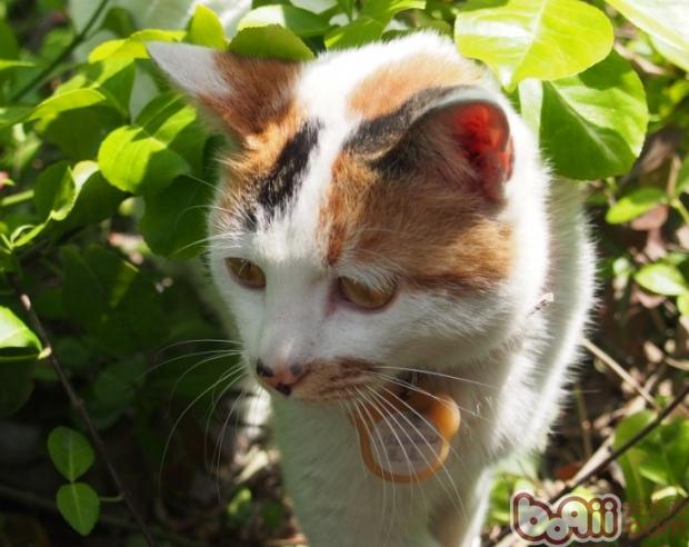 Is it true to say that a calico cat